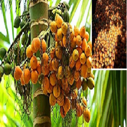 SBJEI-FRESH RIPE BETEL NUT